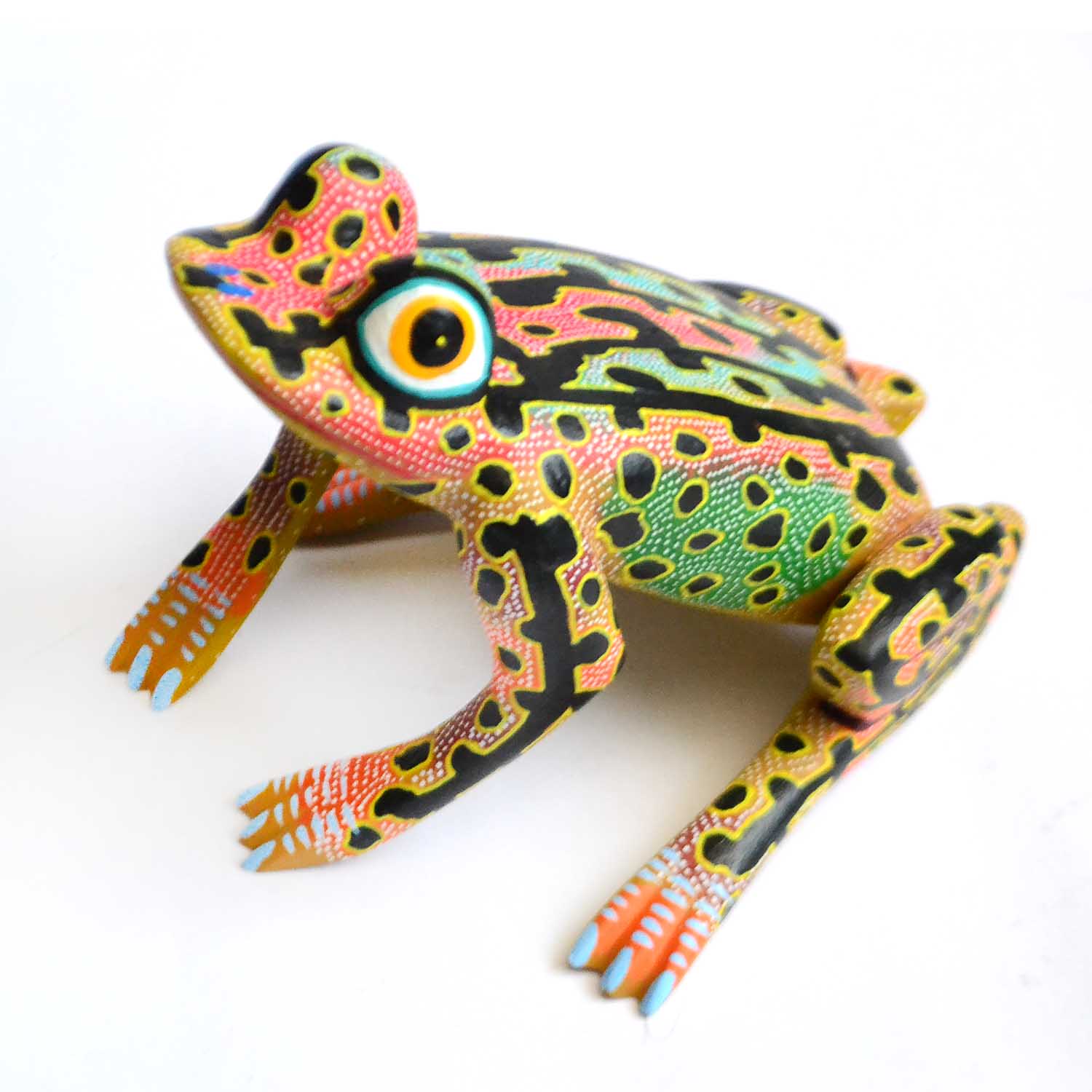 Rana - Frog